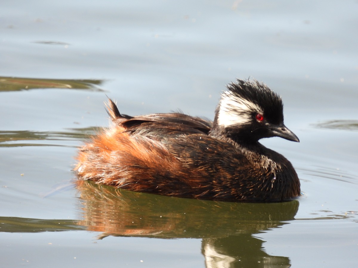 White-tufted Grebe - ML439179231