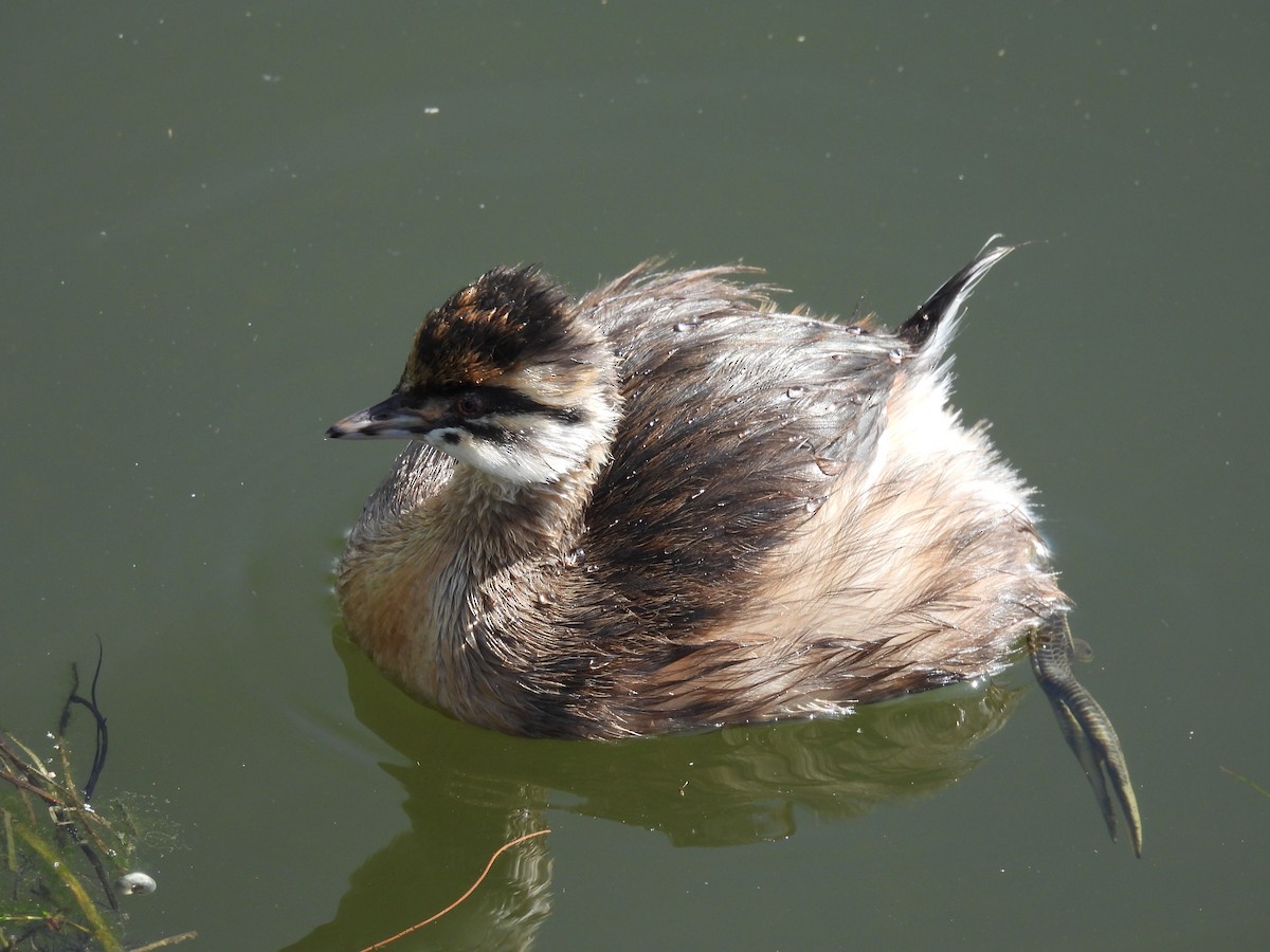 White-tufted Grebe - ML439179251