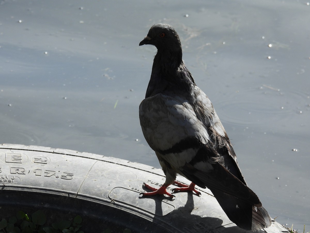 Сизый голубь (Одомашненного типа) - ML439179291