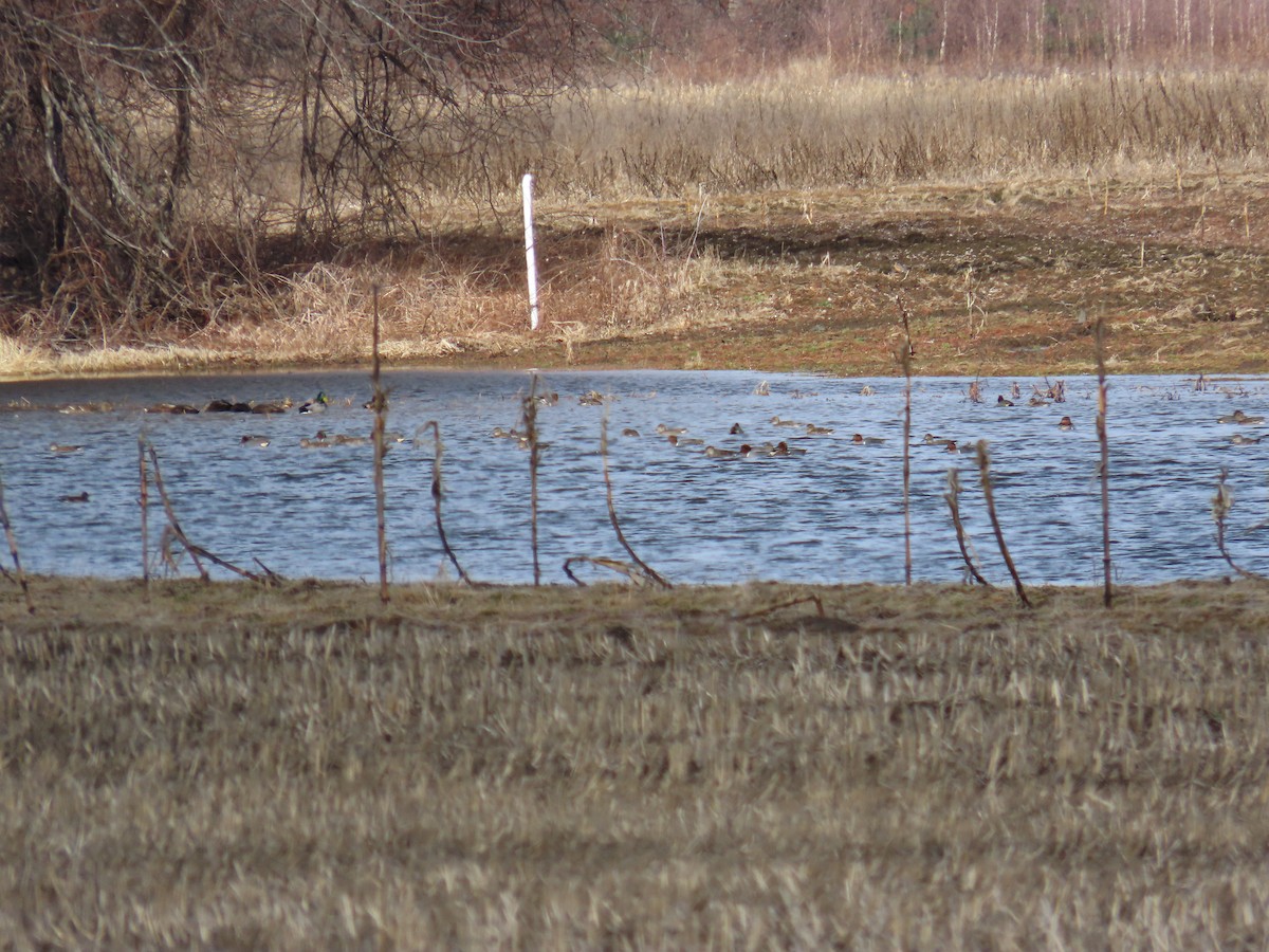 Green-winged Teal - ML439180621