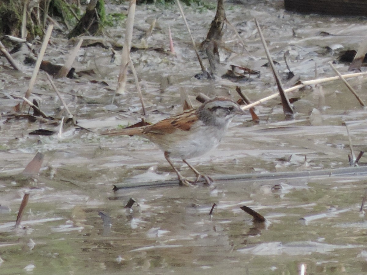 Swamp Sparrow - Rich Brown