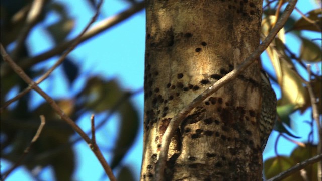 Yellow-bellied Sapsucker - ML439181