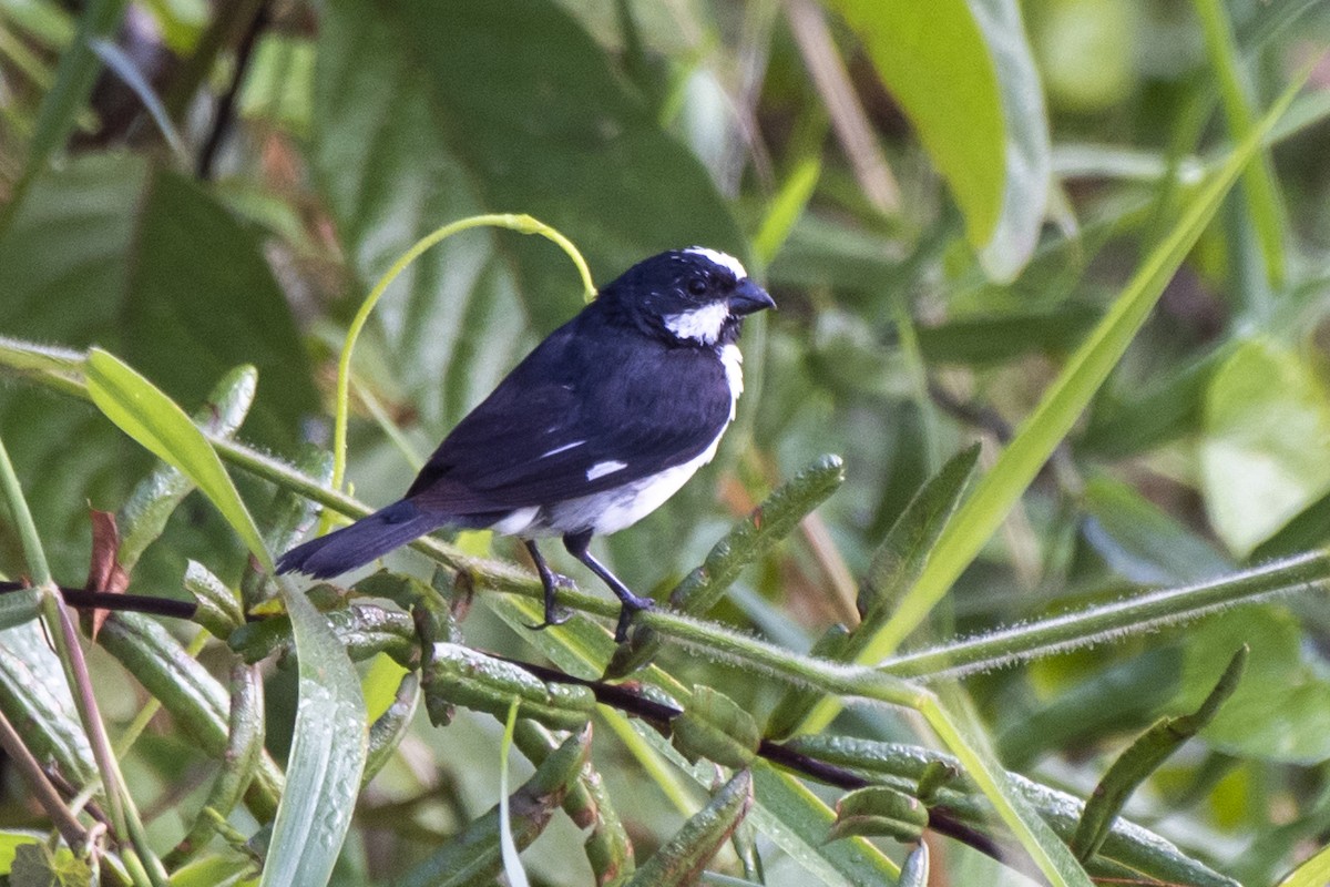 Lined Seedeater - ML439181511