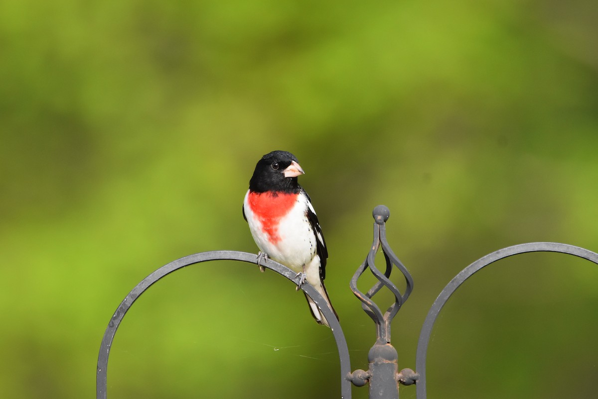 Rose-breasted Grosbeak - ML439181651