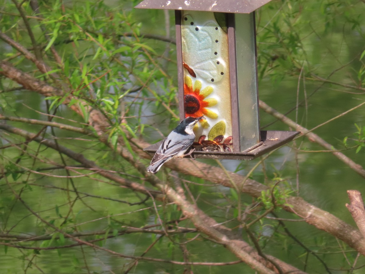 White-breasted Nuthatch - Fran Loyd