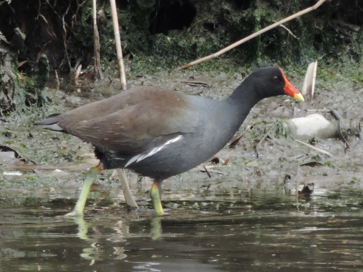 Common Gallinule - Rich Brown