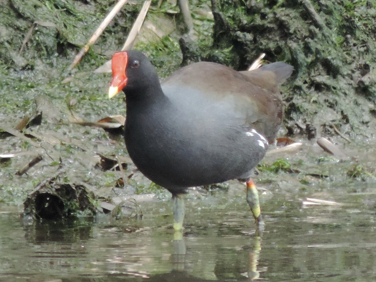 Common Gallinule - ML439184071