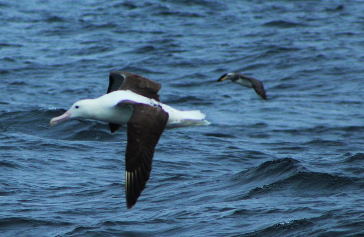 Chatham Albatross - Matías Garrido 🐧