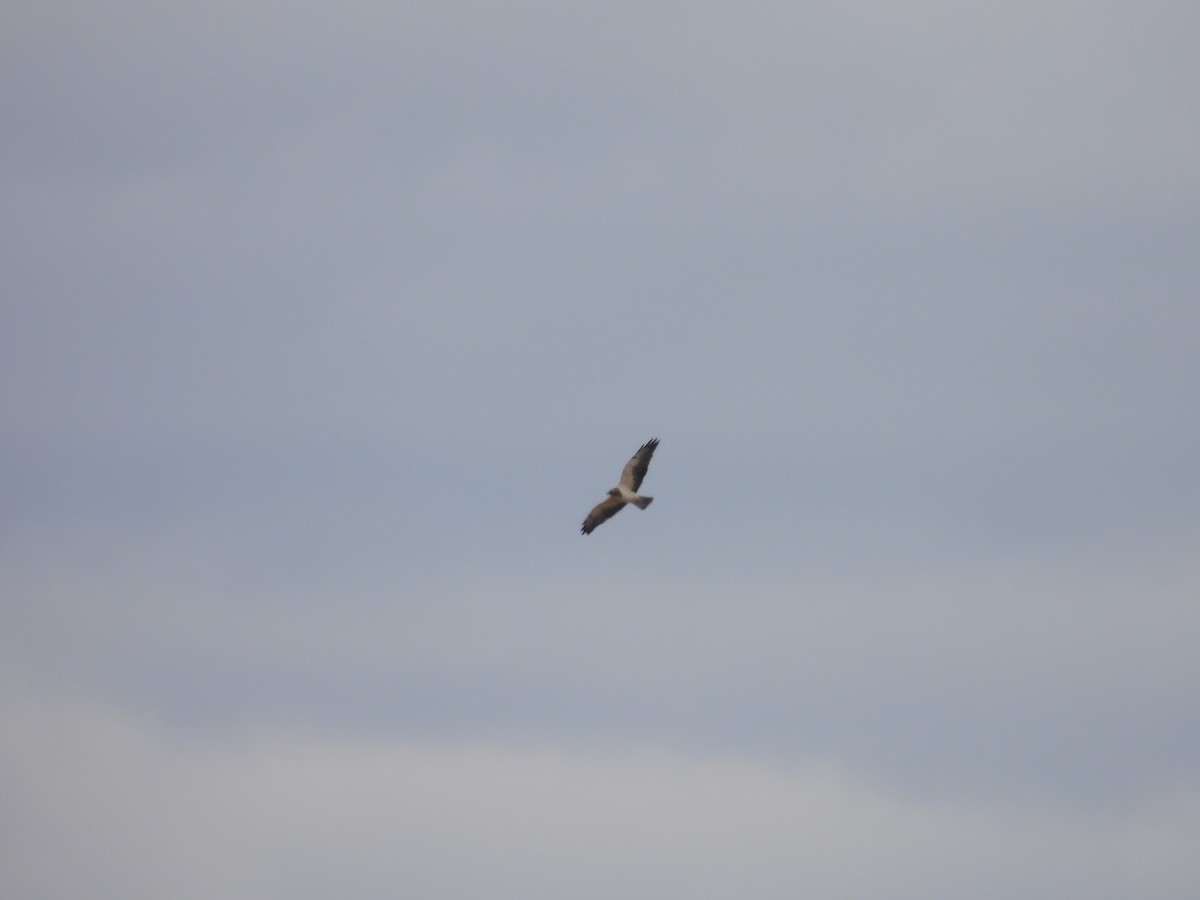 Swainson's Hawk - ML439188411