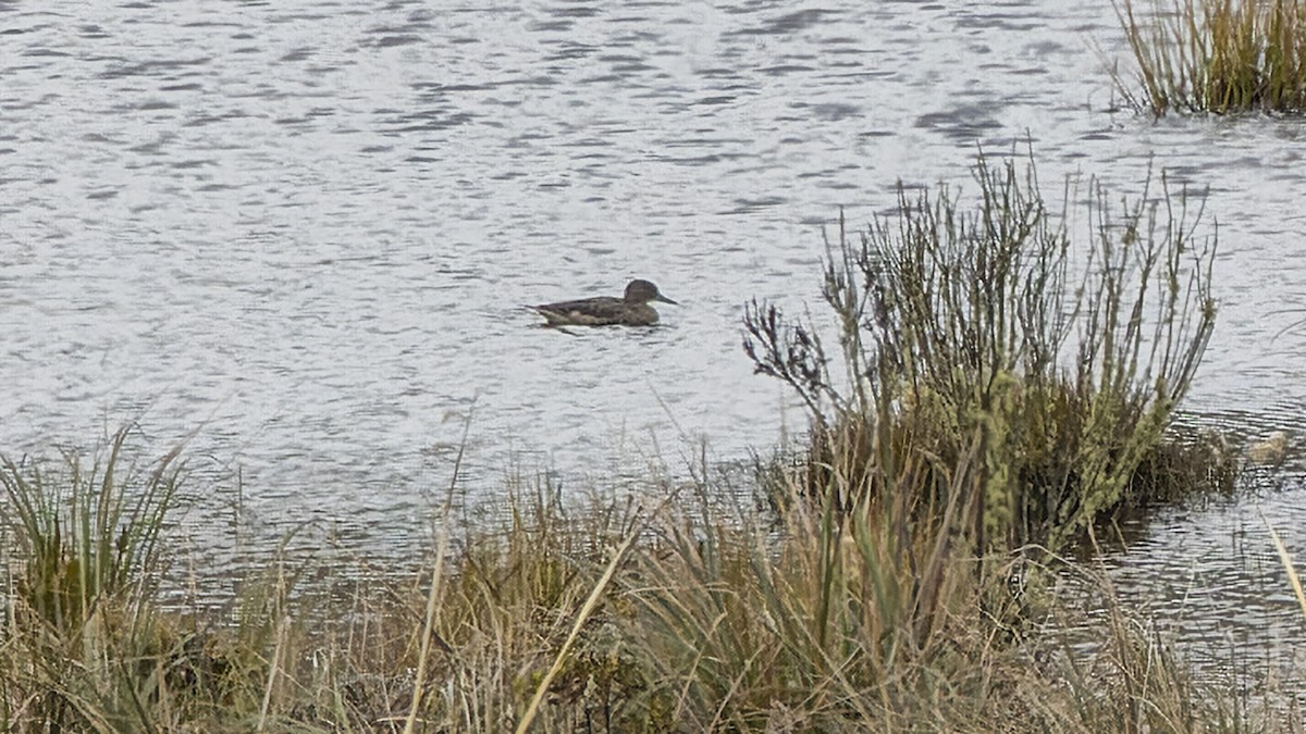 Andean Teal - ML439191541