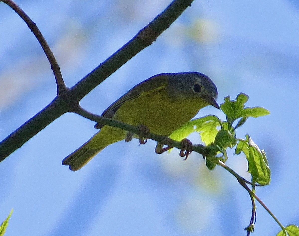 Nashville Warbler - ML439191981