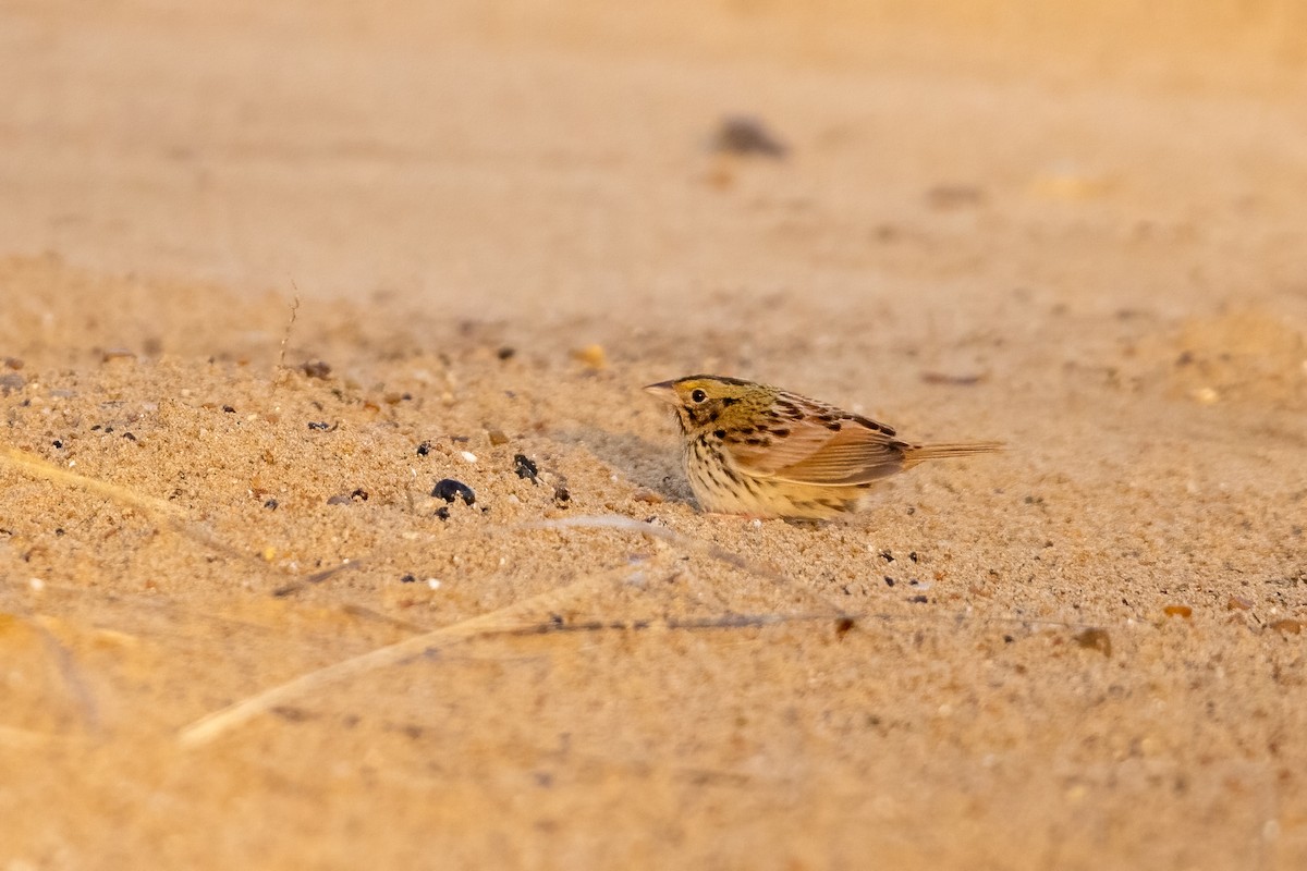Henslow's Sparrow - ML439192081