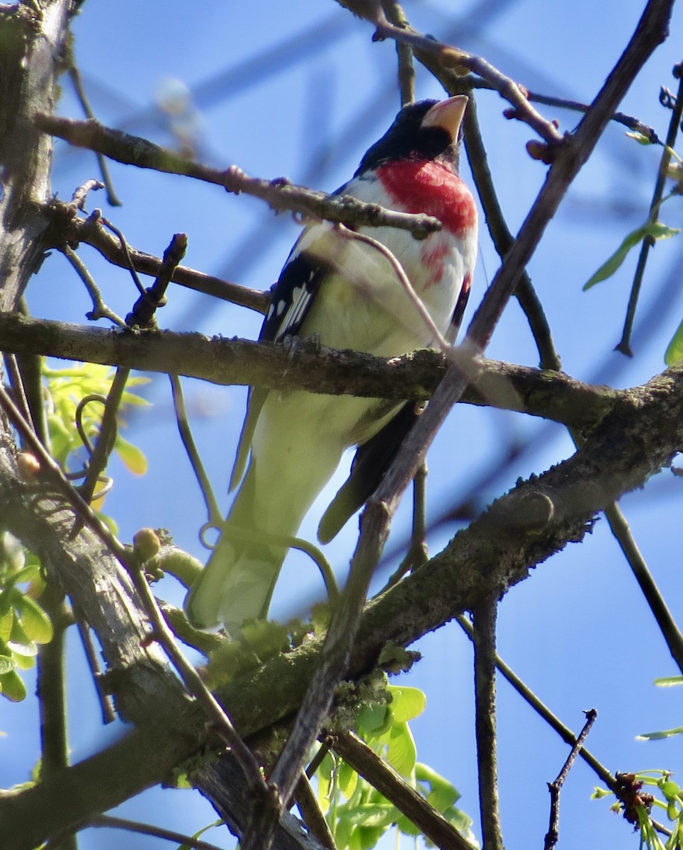 Rose-breasted Grosbeak - ML439192161