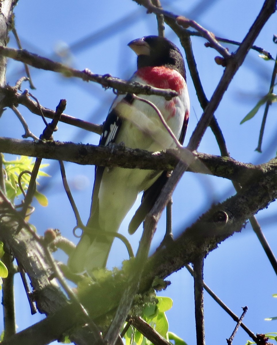 Rose-breasted Grosbeak - Karen Mammone