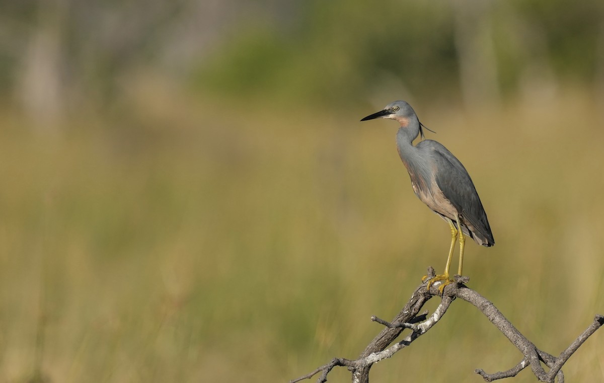 Slaty Egret - ML439193231