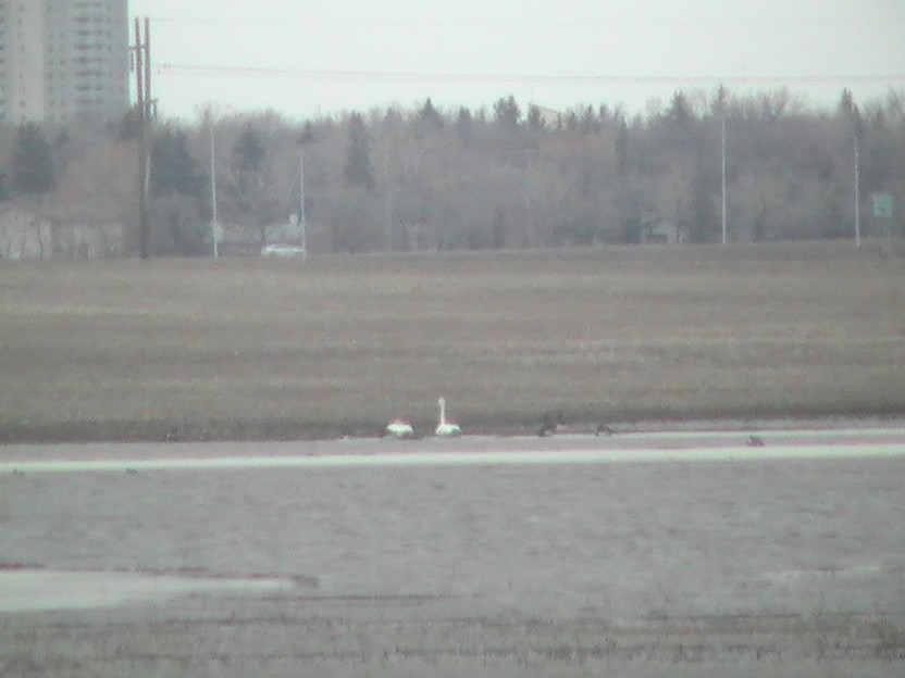 Tundra Swan - ML439193271