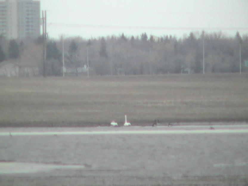 Tundra Swan - Rowan Clarke