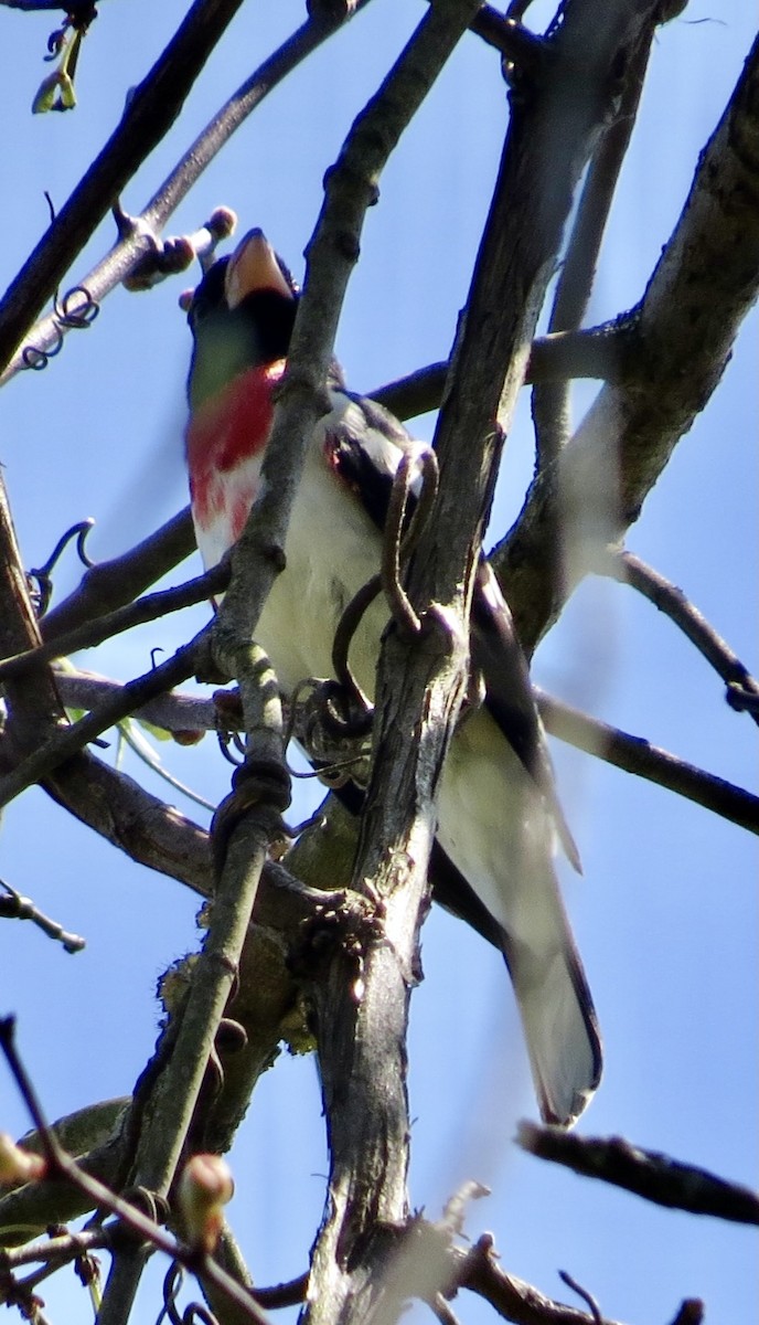 Rose-breasted Grosbeak - ML439193781