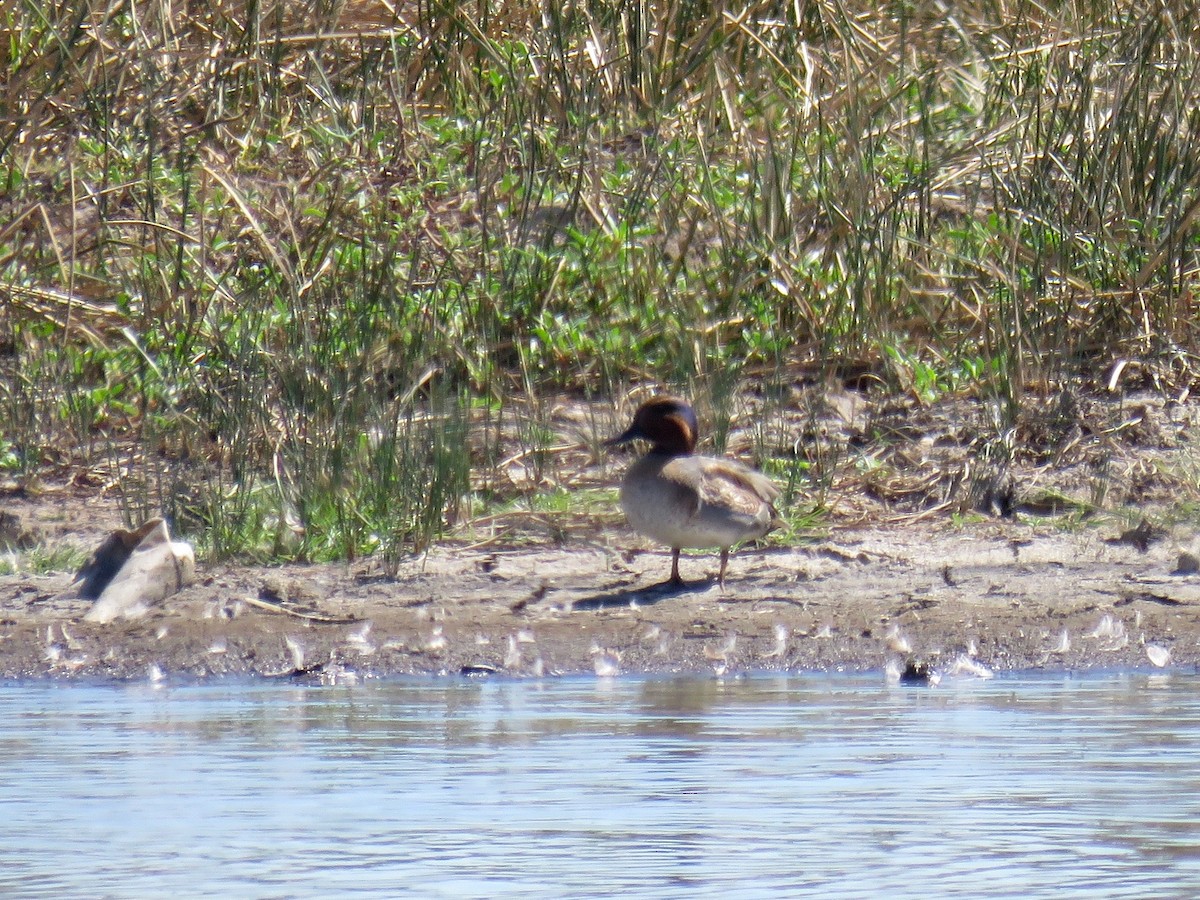 Green-winged Teal - John van Dort