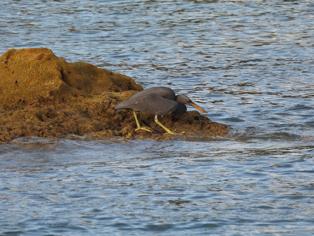 Pacific Reef-Heron - ML439197701