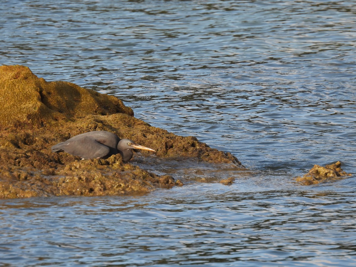 Pacific Reef-Heron - ML439197761