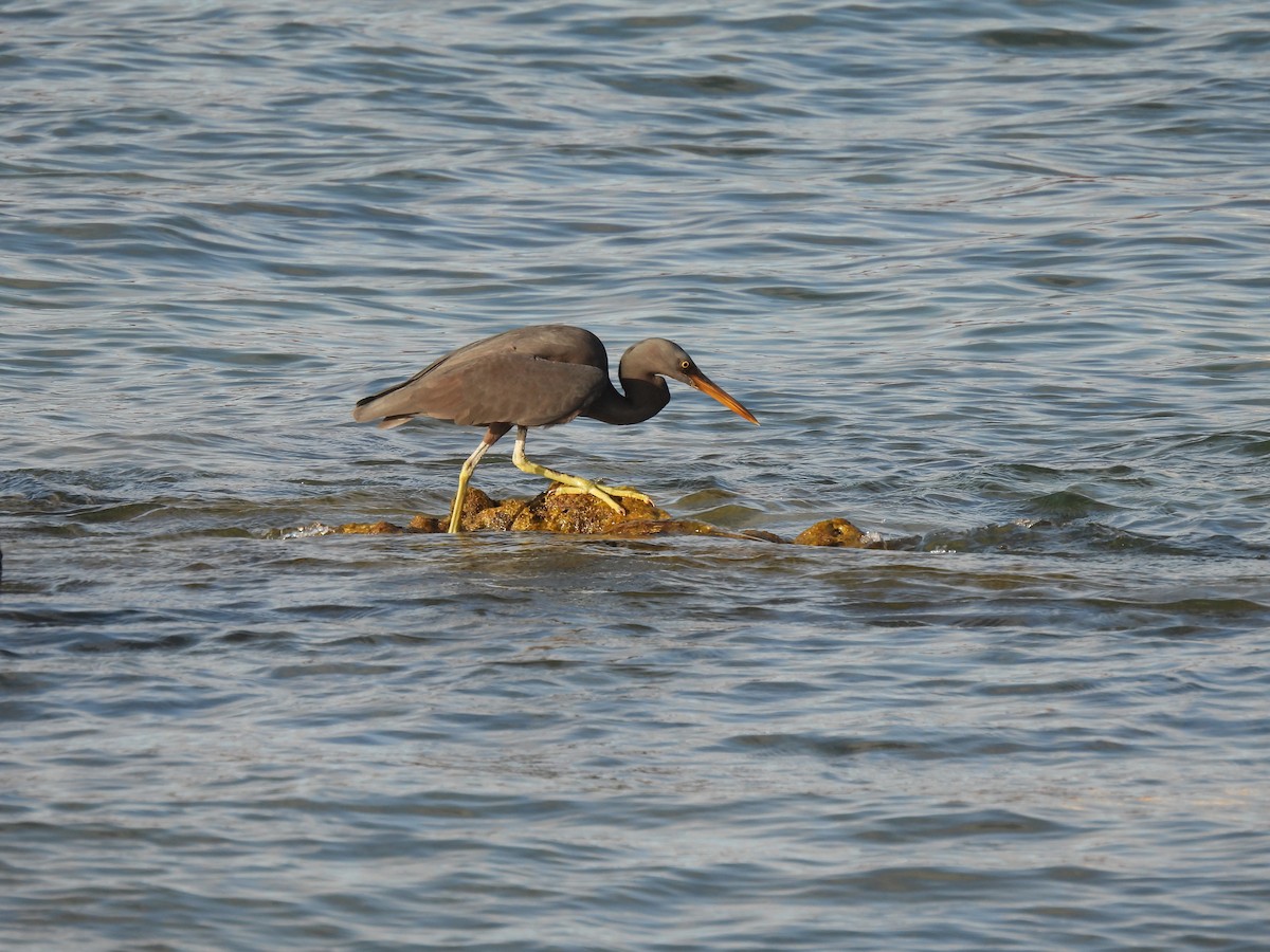 Pacific Reef-Heron - Jill Liske-Clark