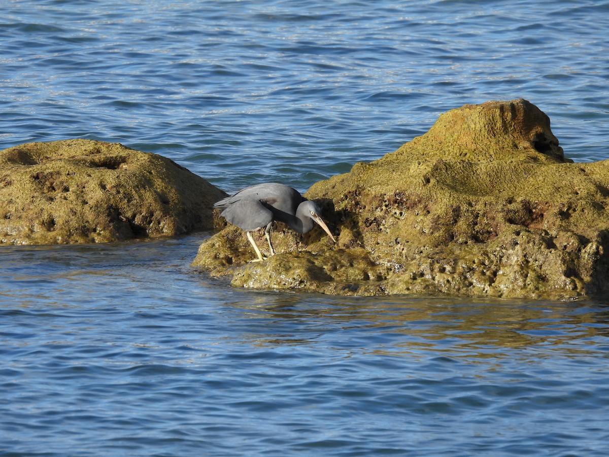 Pacific Reef-Heron - ML439197921