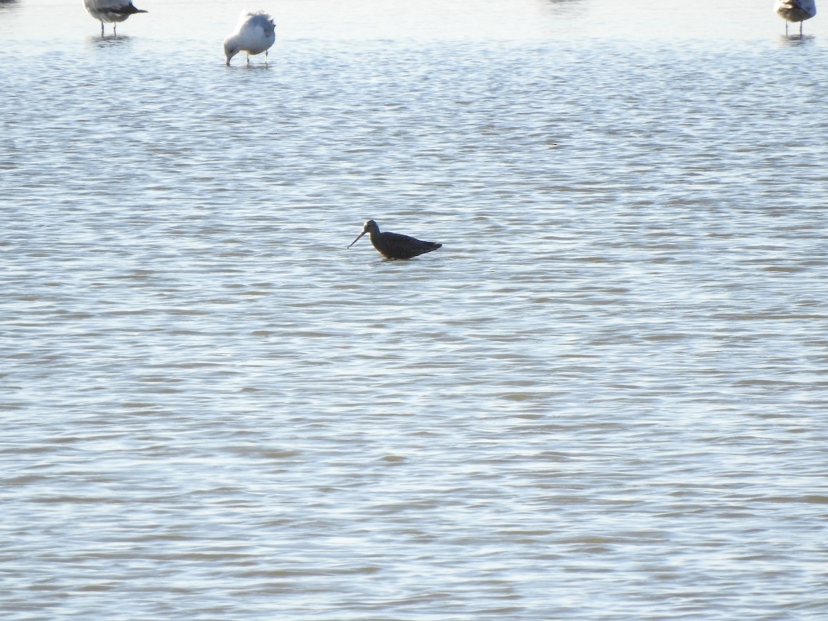 Hudsonian Godwit - ML439198791