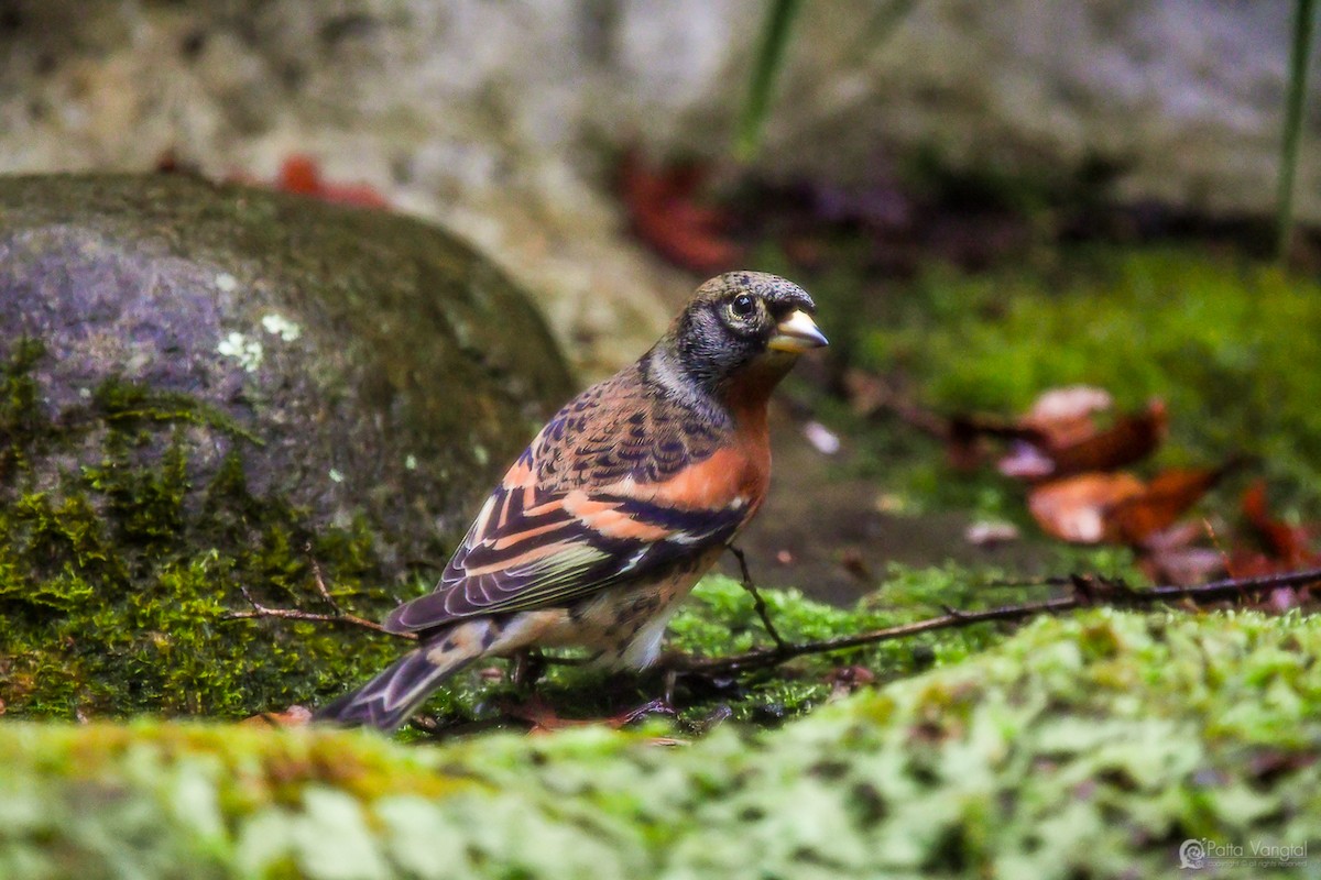 Brambling - Pattaraporn Vangtal