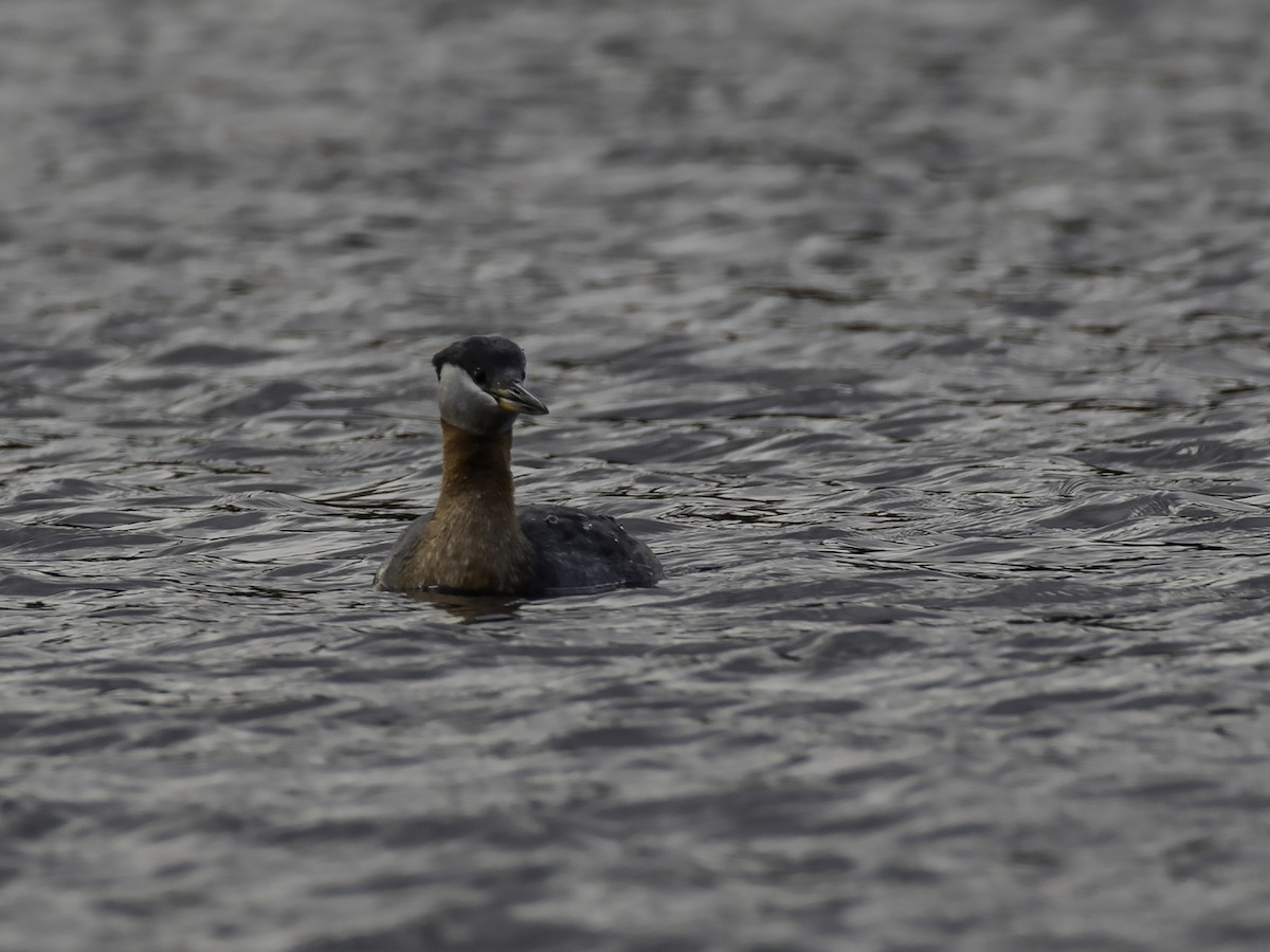 Red-necked Grebe - Thomas Kallmeyer