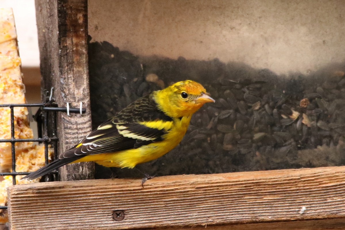 Western Tanager - ML43920051