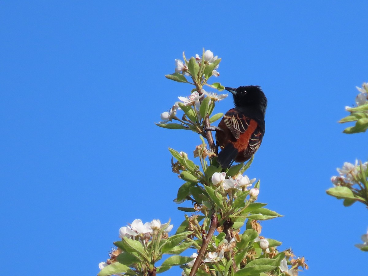 Orchard Oriole - ML439200991