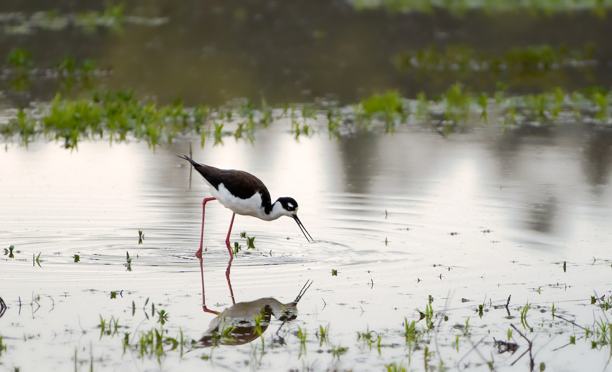 Black-necked Stilt - ML439201221