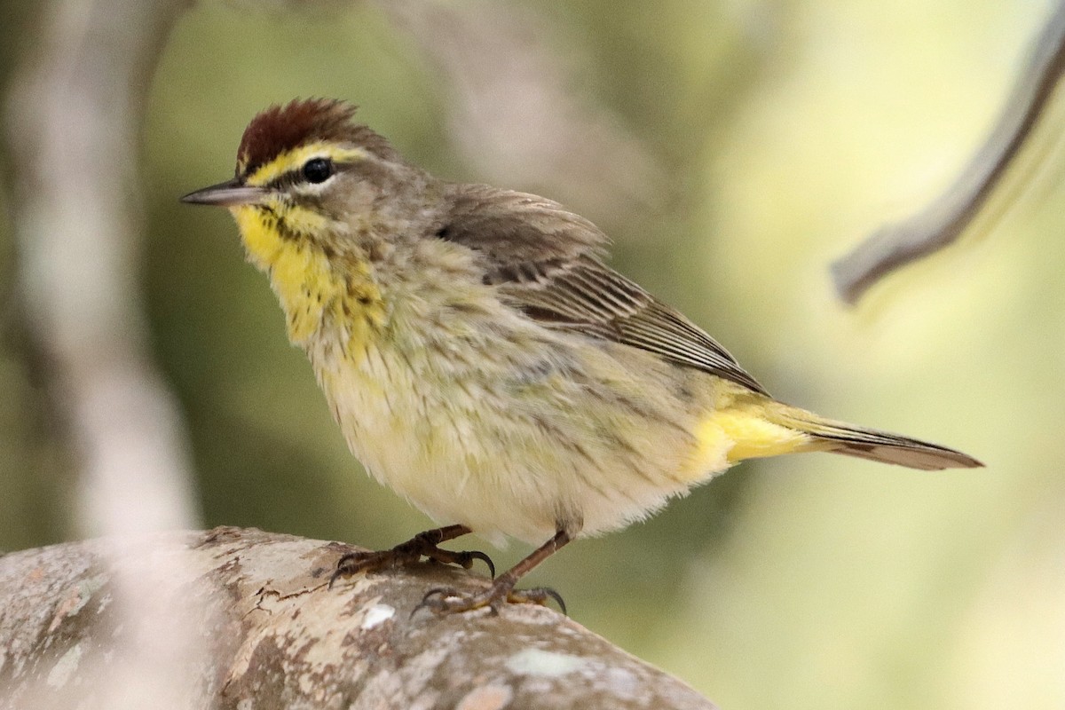 Palm Warbler - ML439201651