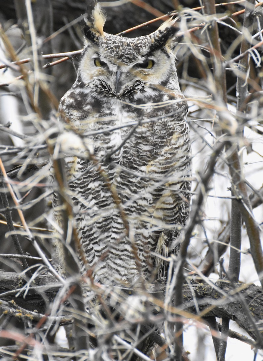 Great Horned Owl - ML439203611