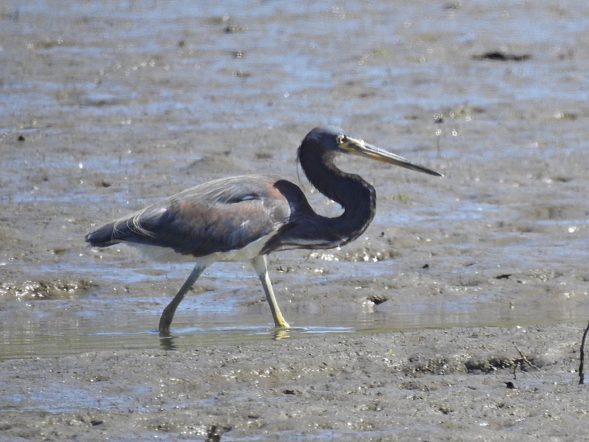 Tricolored Heron - ML439203711