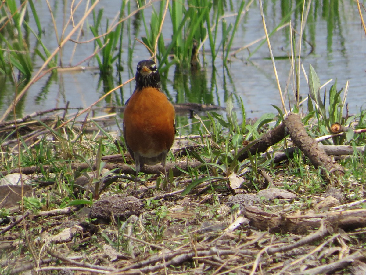 American Robin - ML439205911