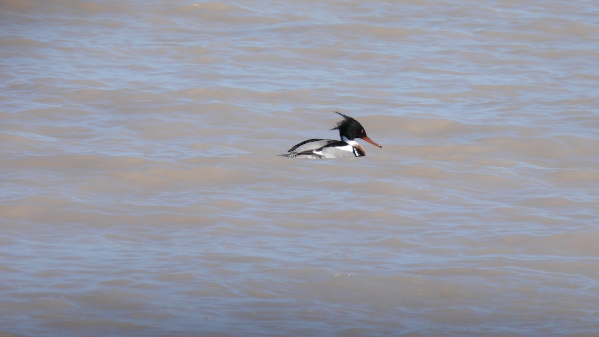 Red-breasted Merganser - ML439206601