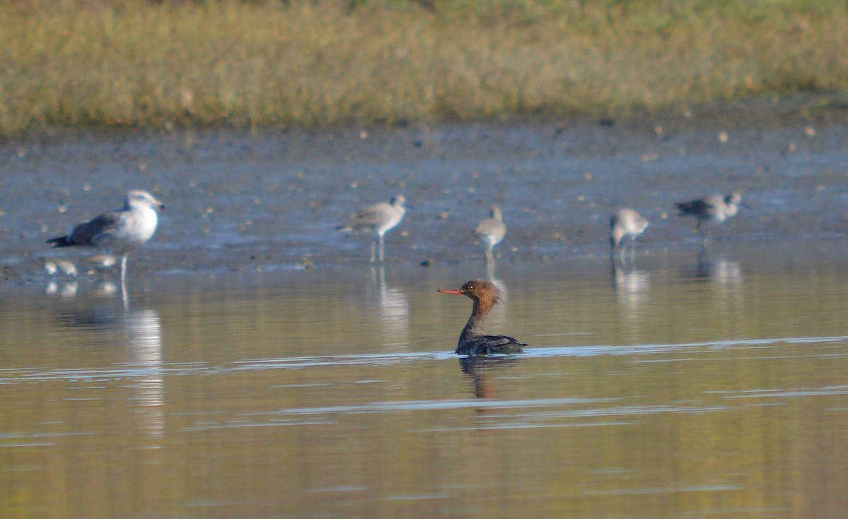 Red-breasted Merganser - ML43920701