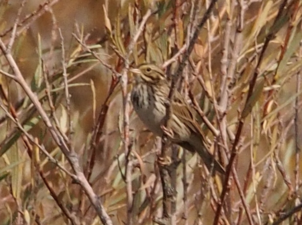 Savannah Sparrow - Merryl Edelstein