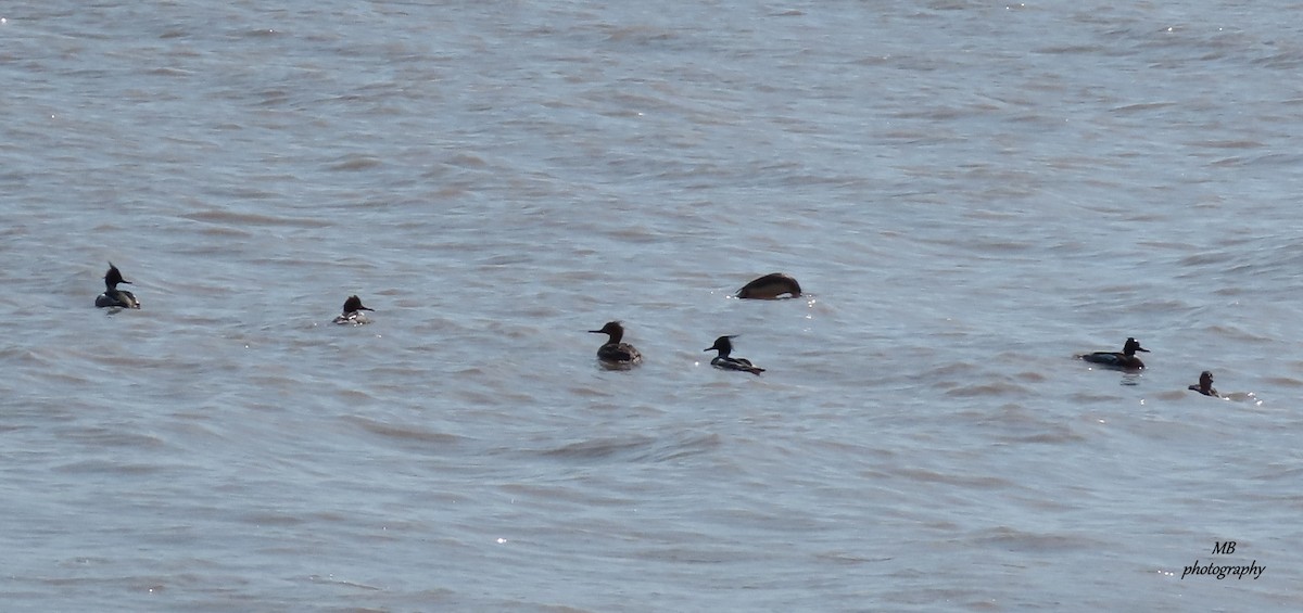 Red-breasted Merganser - ML439208251