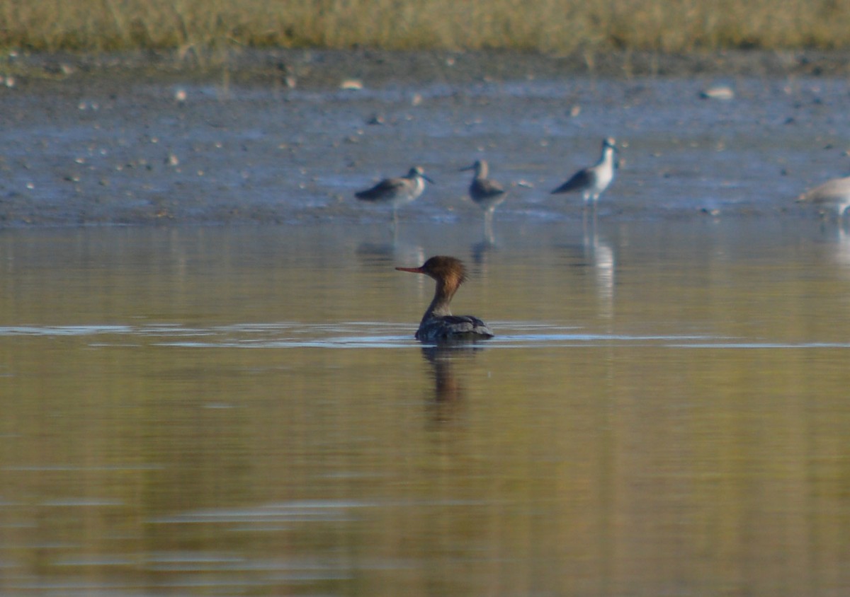 Red-breasted Merganser - Cindy Crawford