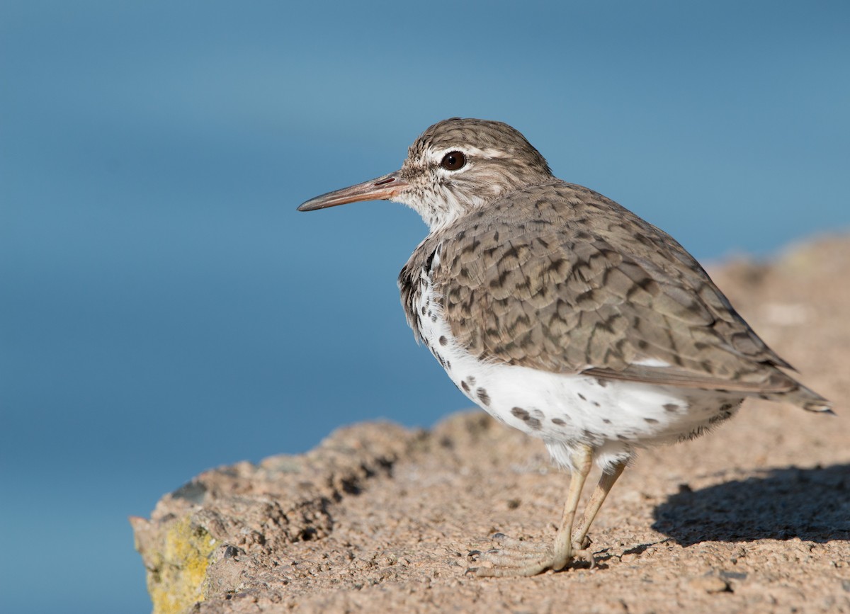 Spotted Sandpiper - Braxton Landsman