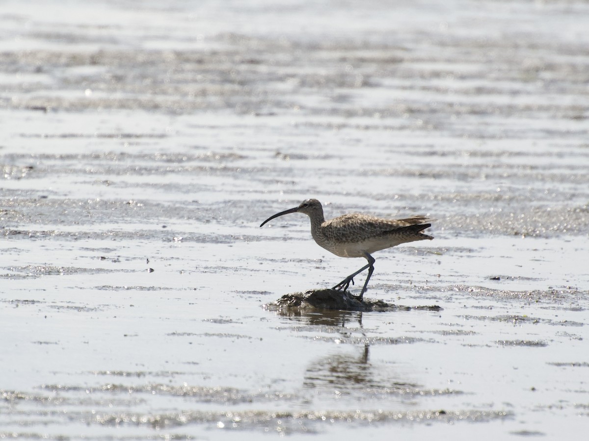 Regenbrachvogel - ML439209801