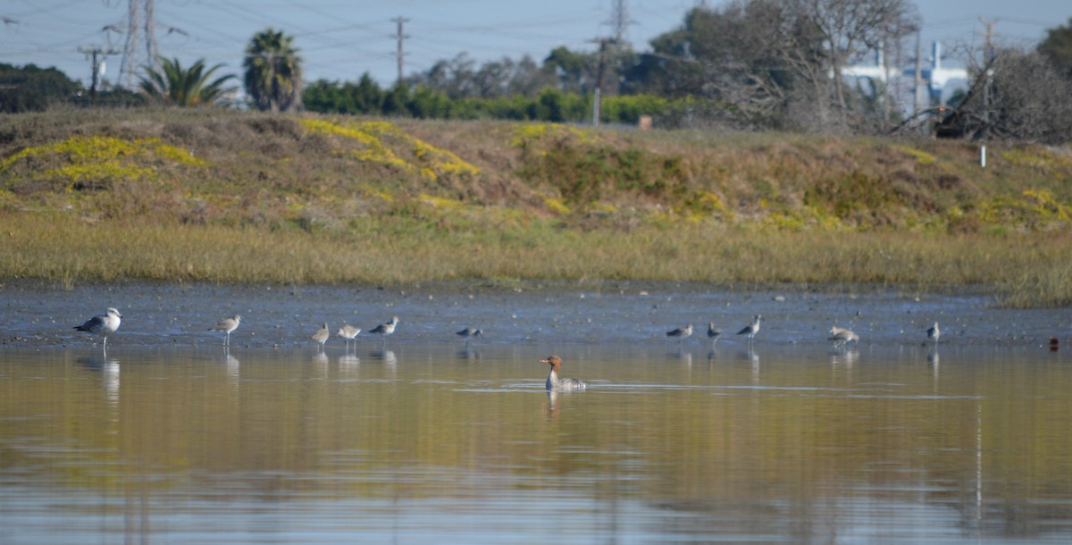 Red-breasted Merganser - ML43920981