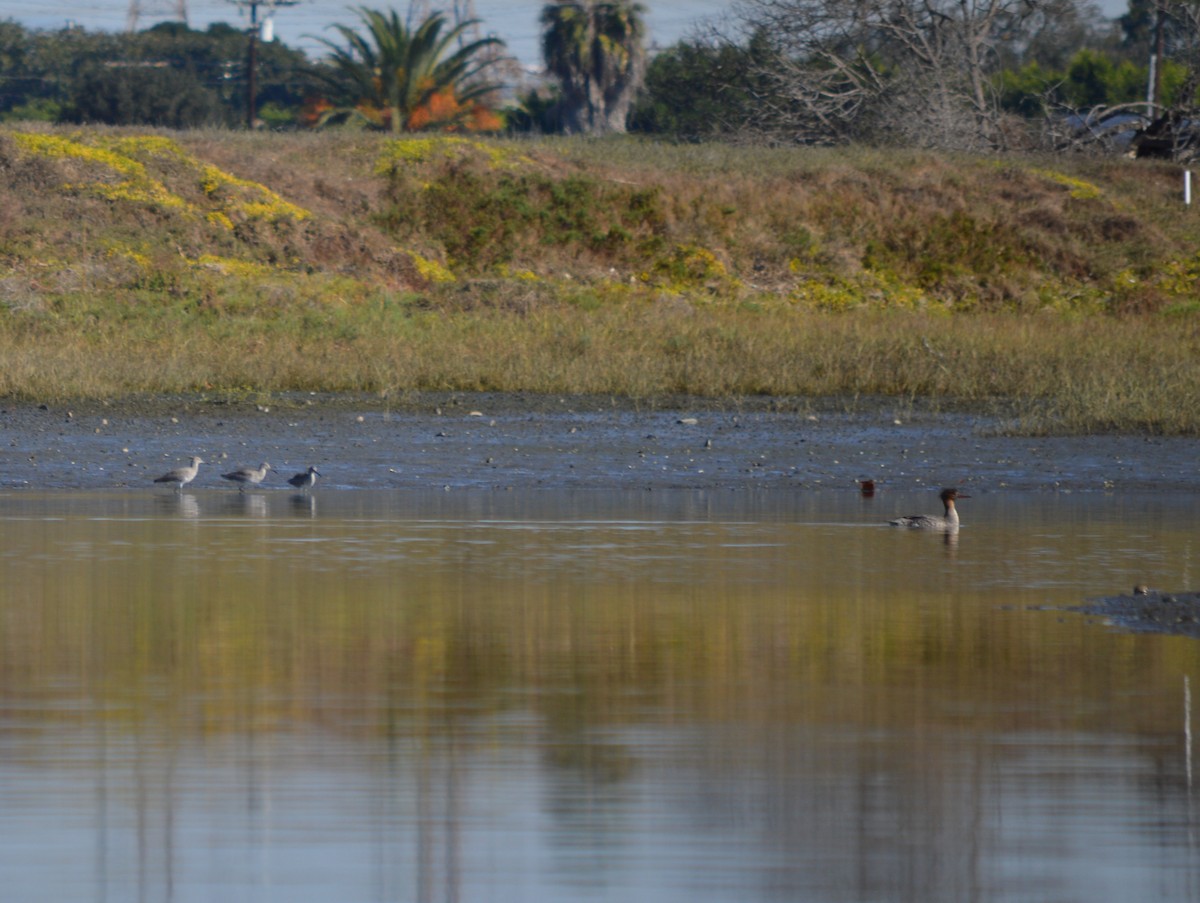 Red-breasted Merganser - ML43921081