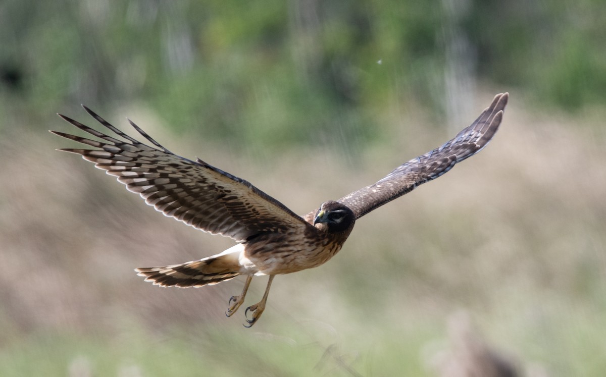 Northern Harrier - James Cronin