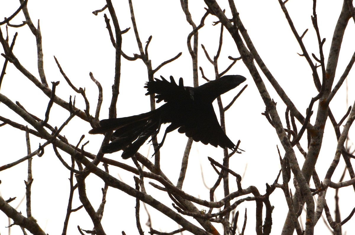 Smooth-billed Ani - ML439211271