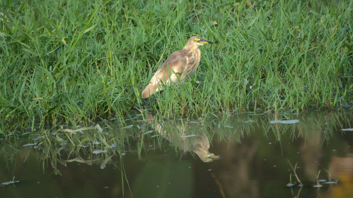 Indian Pond-Heron - ML439211581