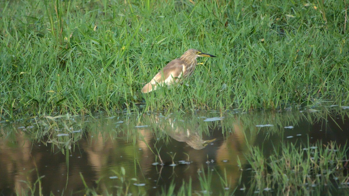 Indian Pond-Heron - ML439211591